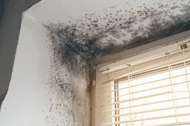 Affordable Mold Removal solutions in Silverdale, PA
